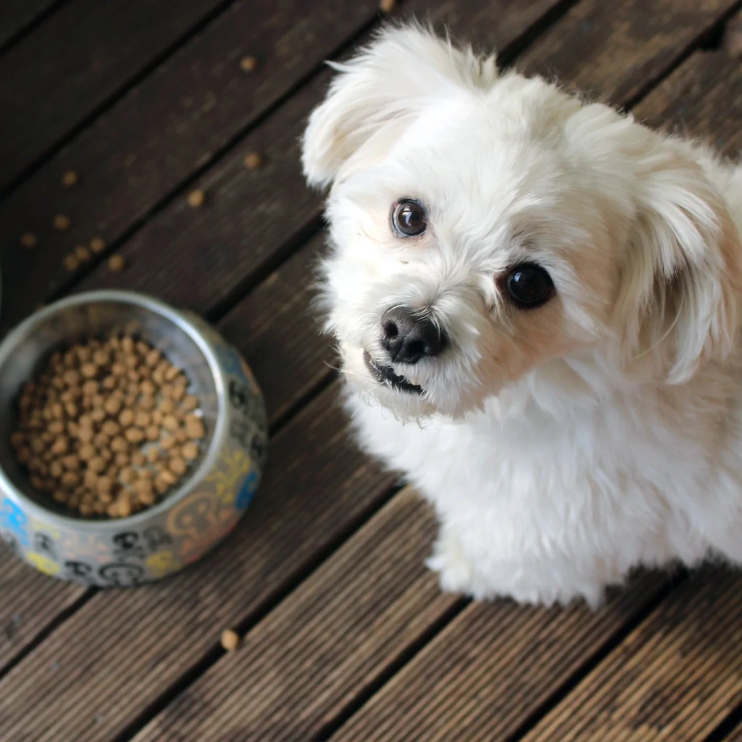 Good Pup's Top 5 Tips On Choosing The Best Healthy Dog Snacks